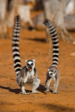 Ring tailed lemurs clipart