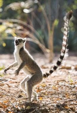 Halka Kuyruklu Lemur