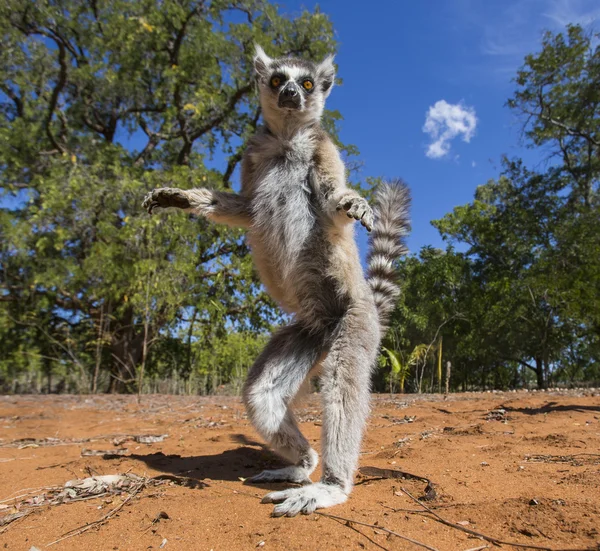 Prsten sledoval lemur — Stock fotografie