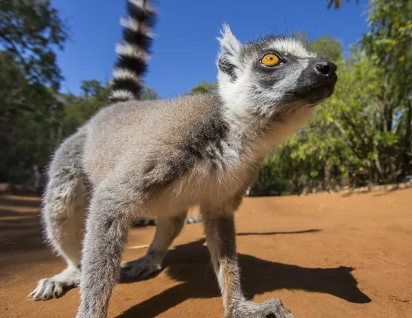 Ring tailed lemur — Stock Photo, Image