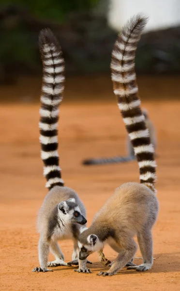 Ring tailed lemurs — Stock Photo, Image