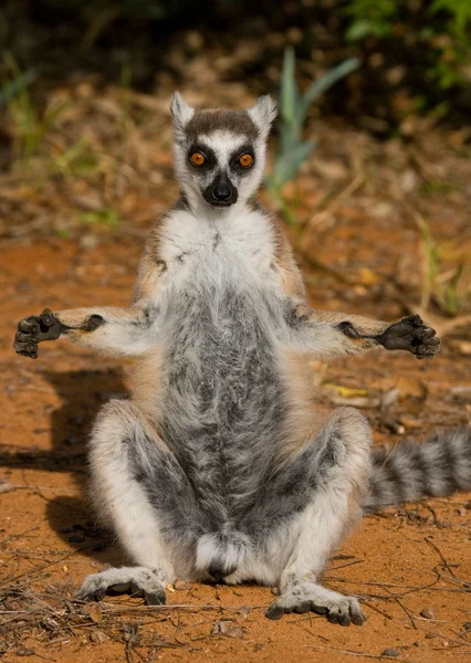 Halka Kuyruklu Lemur — Stok fotoğraf