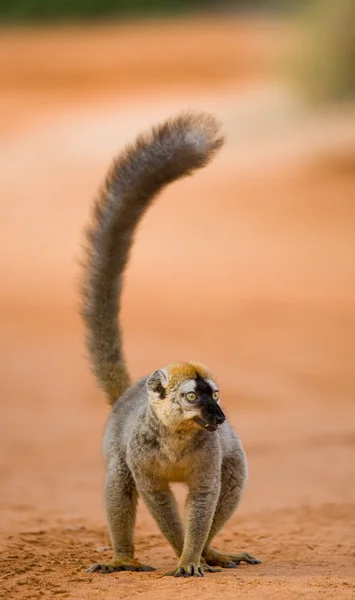 Erwachsener Lemur mit erhobenem Schwanz — Stockfoto