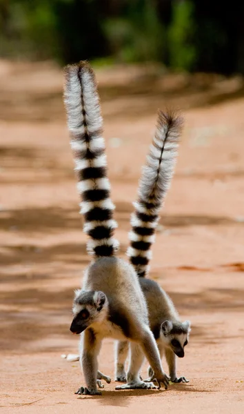 Ring tailed lemurs — Stock Photo, Image
