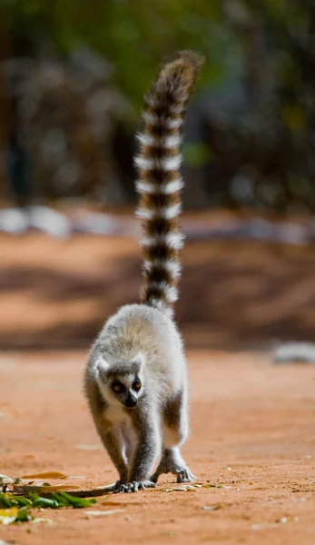 Lemur de cola de anillo — Foto de Stock