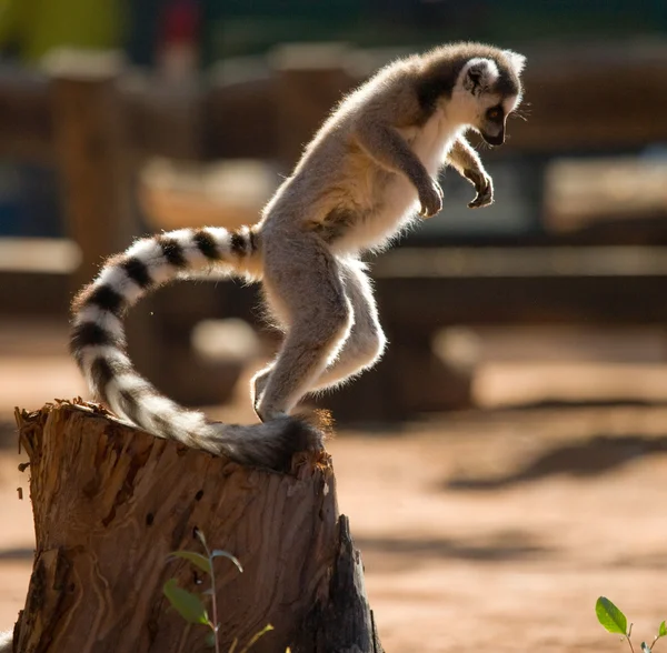 Anello Lemur coda — Foto Stock