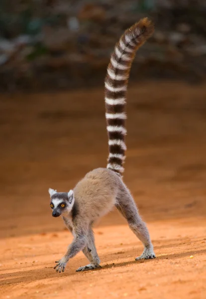 Anello Lemur coda — Foto Stock