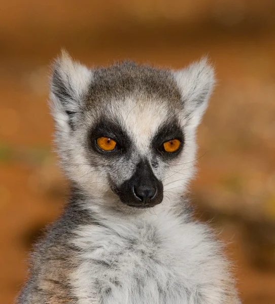 Anel cauda Lemur — Fotografia de Stock