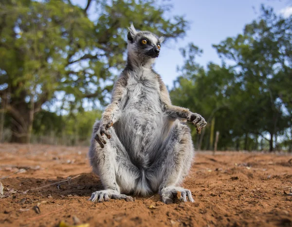 Anello Lemur coda — Foto Stock