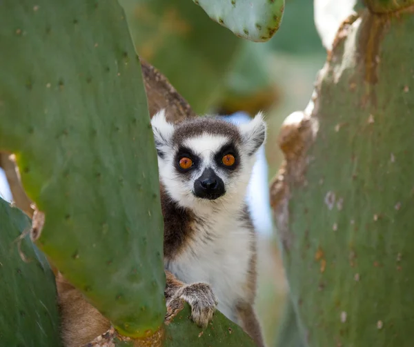 RingschwanzLemur — Stockfoto