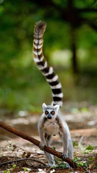 Lemur de cola de anillo — Foto de Stock