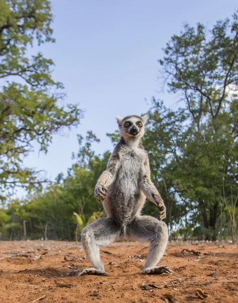 Anello Lemur coda — Foto Stock