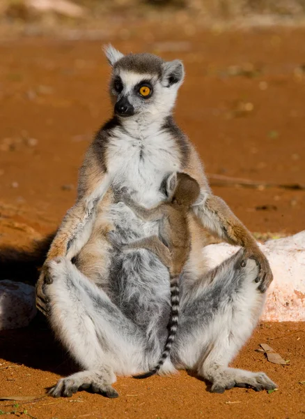 Halka Kuyruklu Lemur — Stok fotoğraf