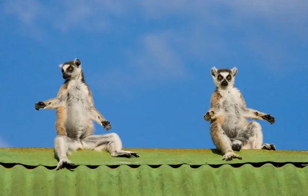 Halka kuyruklu Lemurlar — Stok fotoğraf