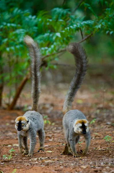 Dva dospělé lemurů — Stock fotografie