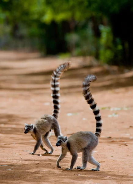 Ring-tailed lemurer — Stockfoto