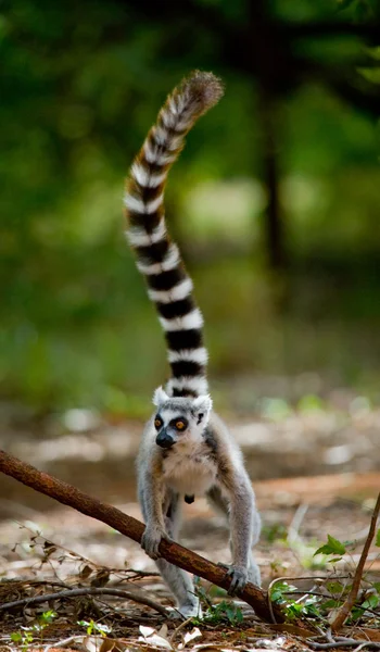 Ring tailed lemur — Stock Photo, Image