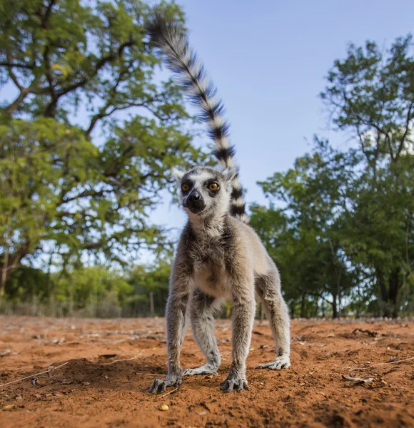 Ring tailed lemur — Stock Photo, Image