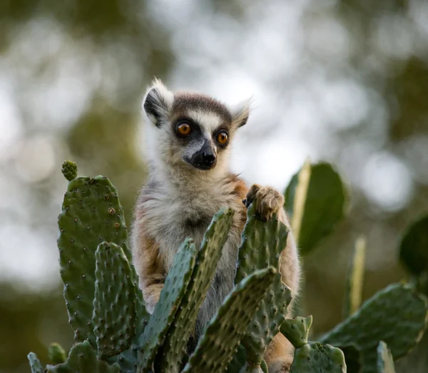 RingschwanzLemur — Stockfoto