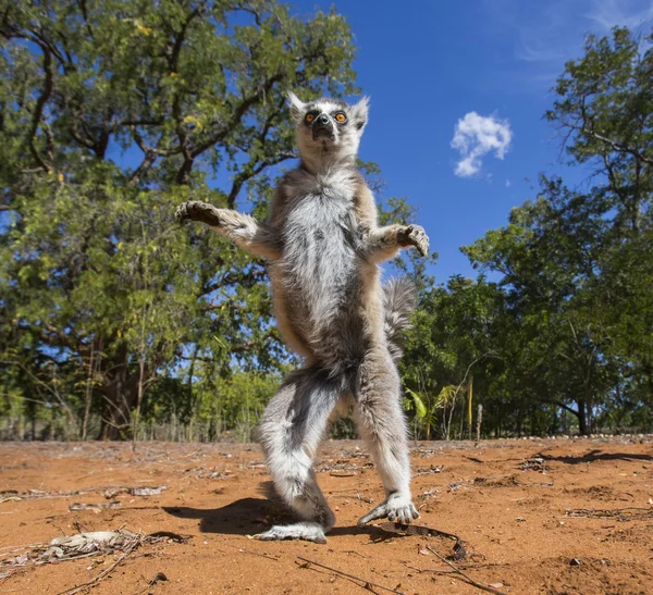 Anello Lemur coda — Foto Stock