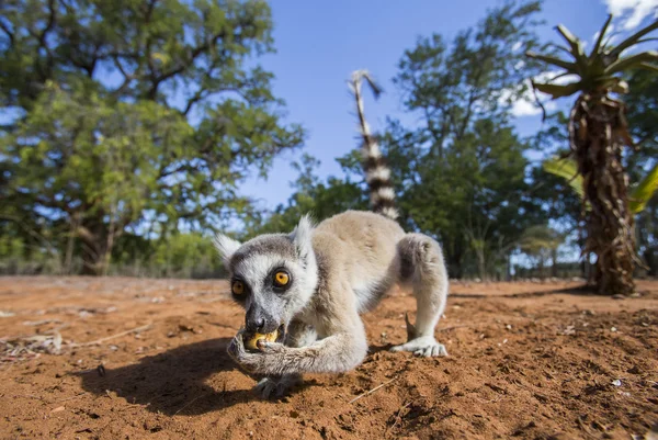 Anel cauda Lemur — Fotografia de Stock