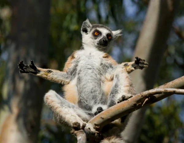 Anel cauda Lemur — Fotografia de Stock