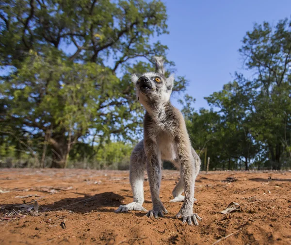 Lemur de cola de anillo — Foto de Stock