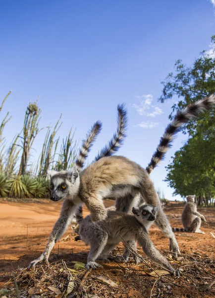 Ring tailed lemurs — Stock Photo, Image