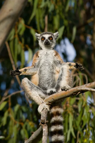 Lemur de cola de anillo —  Fotos de Stock