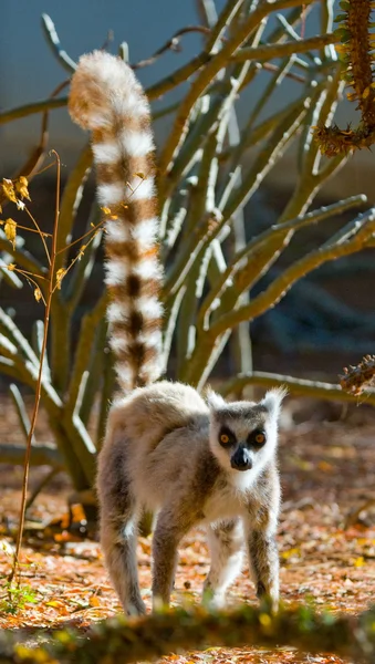 Lémurien à queue cerclée — Photo