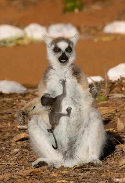 Lemur de cola de anillo — Foto de Stock