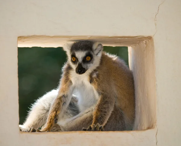 Lemur de cola de anillo — Foto de Stock