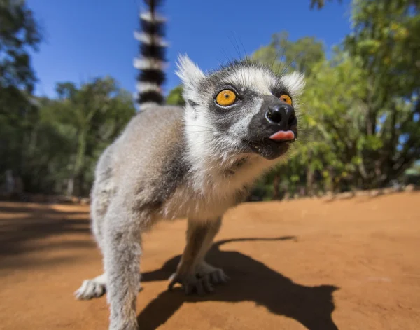 Ring tailed lemur — Stock Photo, Image