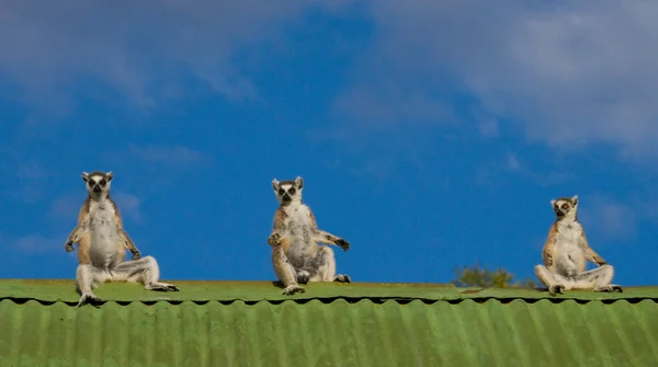 Halka kuyruklu Lemurlar — Stok fotoğraf