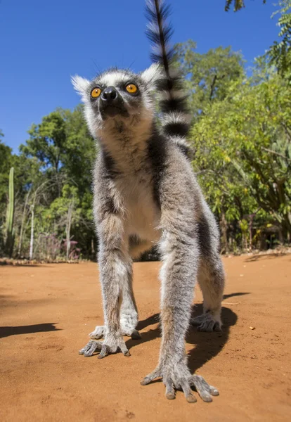 Anello Lemur coda — Foto Stock