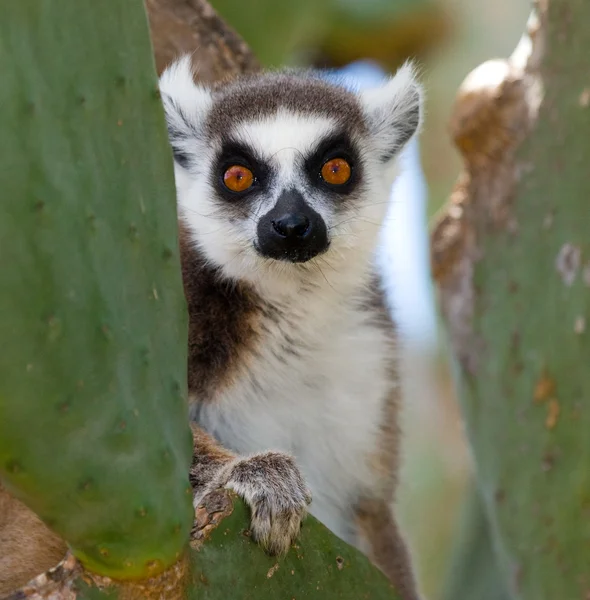 Lemur de cola de anillo — Foto de Stock