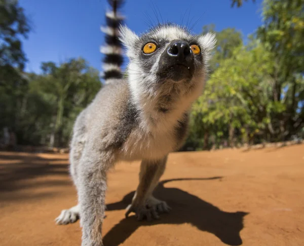 Anello Lemur coda — Foto Stock