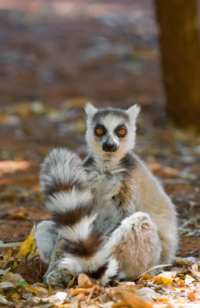 Anel cauda Lemur — Fotografia de Stock