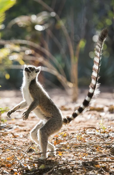 Anello Lemur coda — Foto Stock