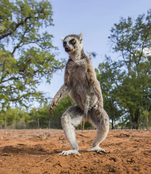 Anello Lemur coda — Foto Stock