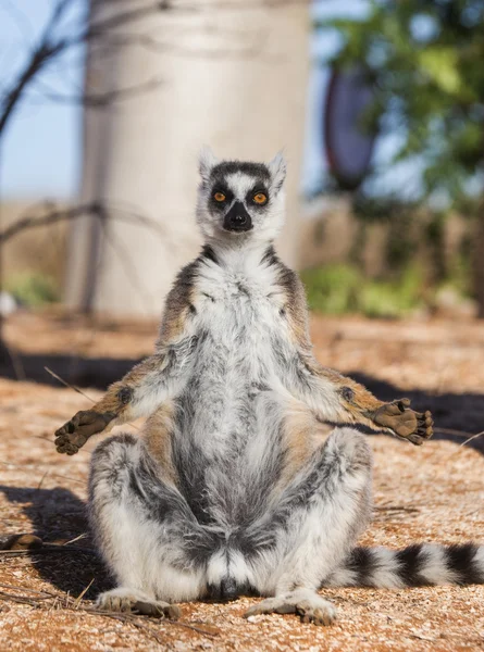 Halka Kuyruklu Lemur — Stok fotoğraf