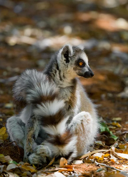 Ringstjärt Lemur Stockbild