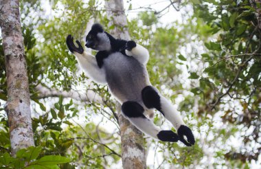 İndri lemur (Indri Indri)