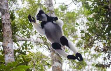 Indri lemur (Indri Indri) clipart