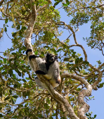 İndri lemur (Indri Indri)