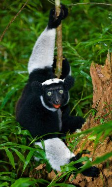 İndri lemur (Indri Indri)