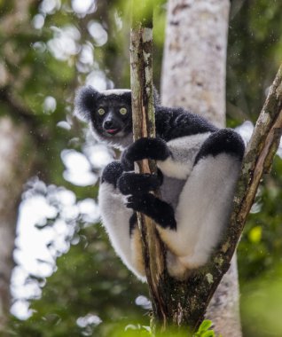 İndri lemur (Indri Indri)