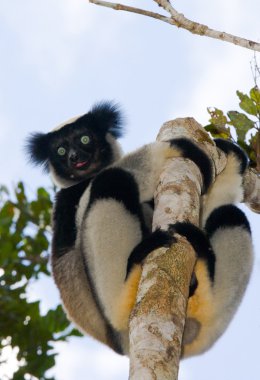 İndri lemur (Indri Indri)