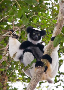 İndri lemur (Indri Indri)