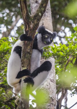 İndri lemur (Indri Indri)